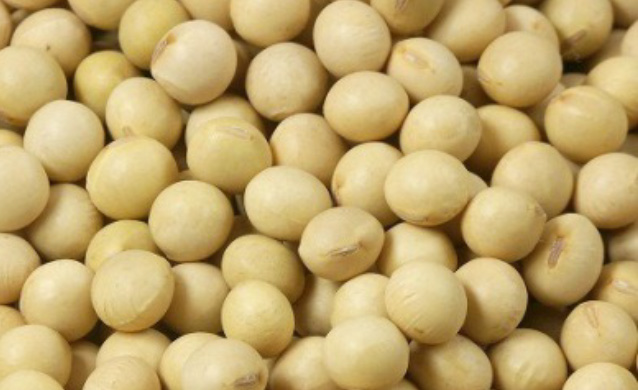 Soybean Procurement Policy