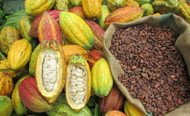 Cacao Procurement Policy