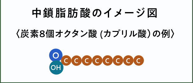 中鎖脂肪酸のイメージ図〈炭素8個オクタン酸 (カプリル酸）の例〉